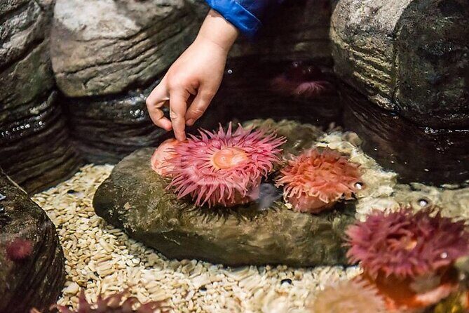 SEA LIFE Orlando Aquarium Admission Ticket at ICON Park - The 360-degree glass tunnel: where the visit really clicks