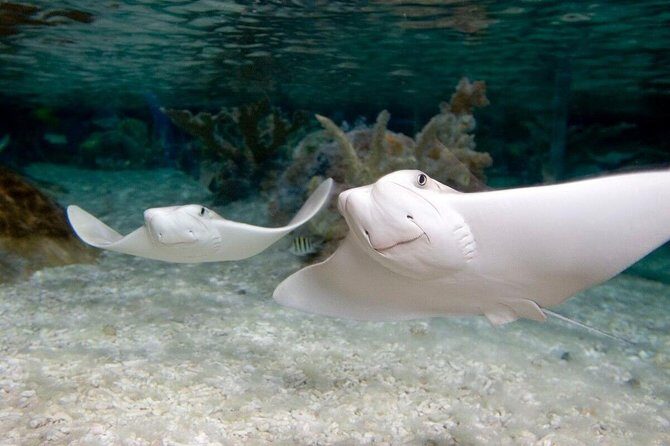 SEA LIFE Orlando Aquarium Admission Ticket at ICON Park - Upgrading at ICON Park: Madame Tussauds and The Orlando Eye add-on days