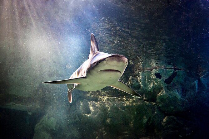 SEA LIFE Orlando Aquarium Admission Ticket at ICON Park - The exhibit route: wetlands to the Gulf coast in one circuit