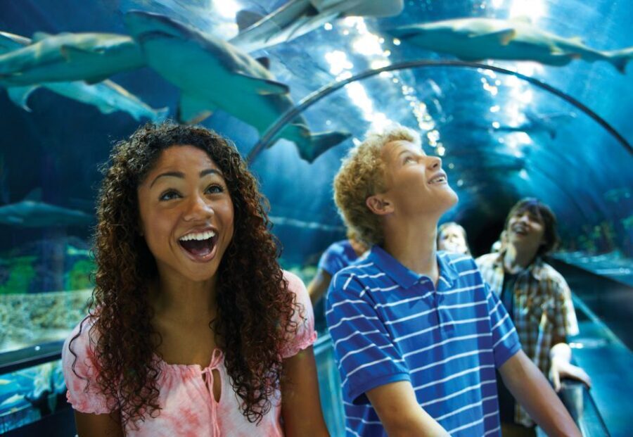 SeaWorld Orlando: Park Admission Ticket - Coaster Capital Energy: Mako, Manta, and Pipeline