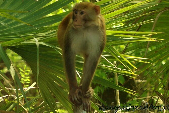 Silver Springs Clear Kayak Manatee, Monkey & Wildlife Adventures - Key highlights worth planning around