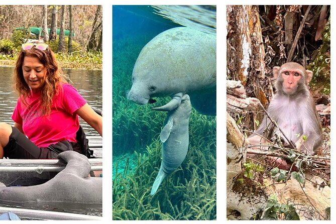 Silver Springs Clear Kayak Manatee, Monkey & Wildlife Adventures - Wildlife spotting that’s guided, not random