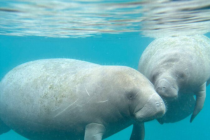 Silver Springs Clear Kayak Manatee, Monkey & Wildlife Adventures - Guides: why Steve, Chris, Justin, and Ashley get so much praise