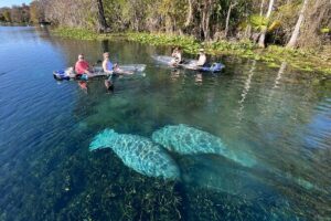 Silver Springs: Clear Kayak Wildlife Adventure - The 2-Hour Paddle: What the Experience Feels Like