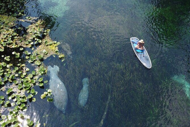 Silver Springs: Clear Kayak Wildlife Adventure - Tandem Tandem, Real Safety: Gear and Rules You’ll Actually Feel