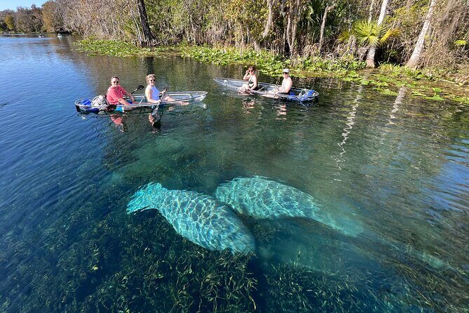Silver Springs: Clear Kayak Wildlife Adventure - The 2-Hour Paddle: What the Experience Feels Like
