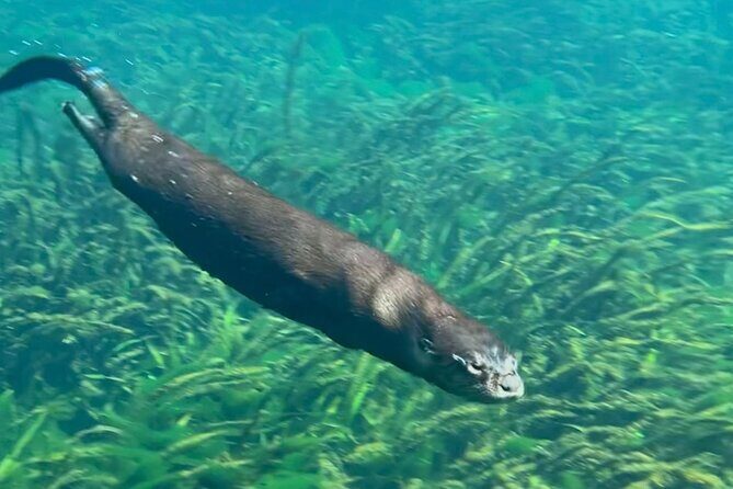 Silver Springs: Clear Kayaking Wildlife Tour - What’s Included vs. What You Must Bring