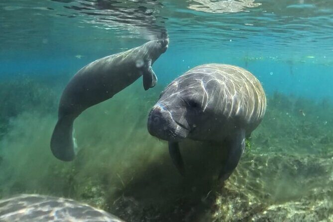 Silver Springs: Clear Kayaking Wildlife Tour - Best Fit: Who This Tour Works For