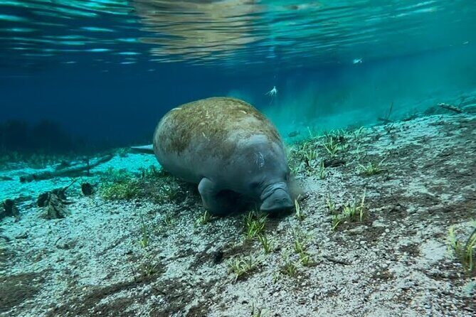 Silver Springs Jungle Kayaking and Paddleboarding - Manatees and More: Wildlife-Spotting Tips That Actually Help