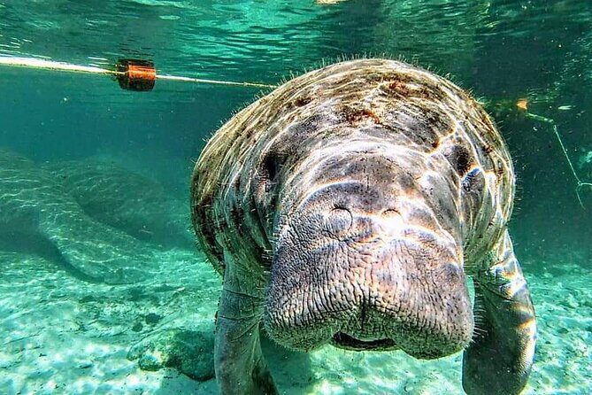 Silver Springs Manatee Kayak Tour - Why Silver Springs feels different on a kayak