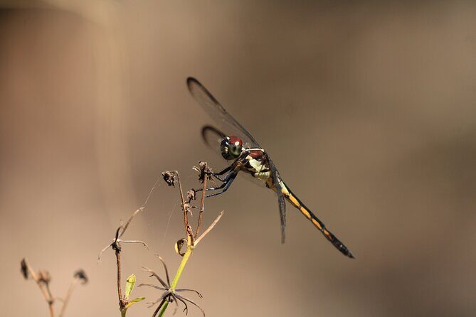Silver Springs Manatee Kayak Tour - Getting there: meeting point and the small logistics that matter