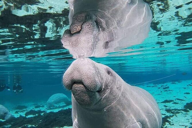 Silver Springs Manatee Kayak Tour - Tandem option: how two people can paddle together