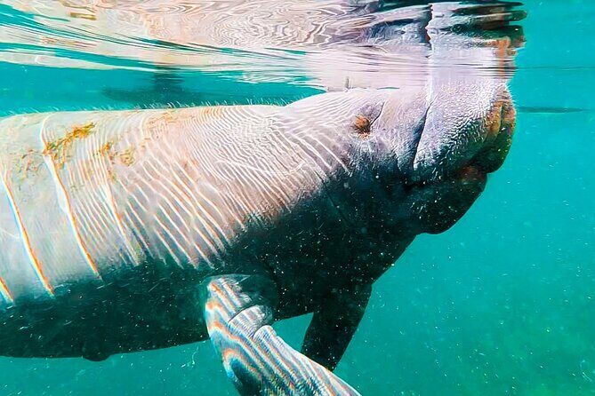 Silver Springs Manatee & Monkeys Paddle Board Tour - The Headspring Segment: Tranquil Water and Lots of Looking