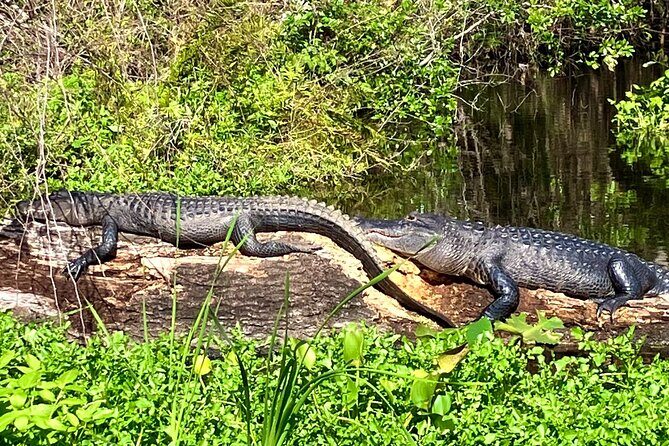 Silver Springs Premium Florida Wildlife Experience! - Key highlights at a glance