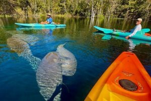 Silver Springs Premium Florida Wildlife Experience! - The guide matters: how Tania’s approach changes the whole tone