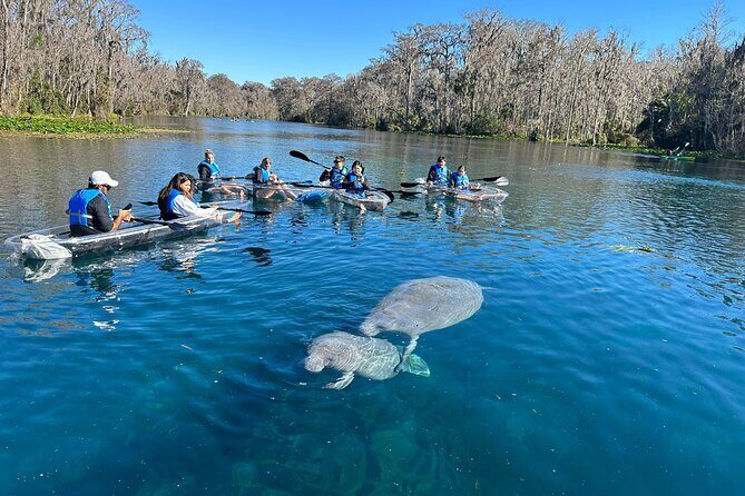 Silver Springs Self Guided Clear Kayak Rentals - Wildlife spotting that actually feels natural