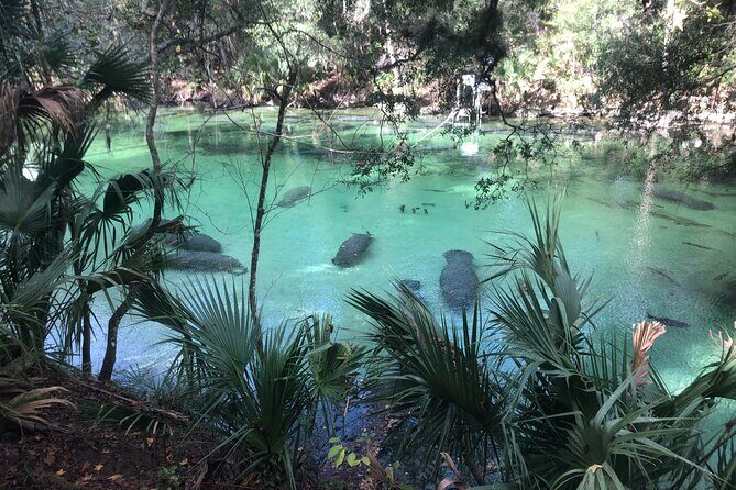 Small Group Manatee Discovery Kayak Tour near Orlando - Key Things That Make This Manatee Kayak Tour Worth Your Time