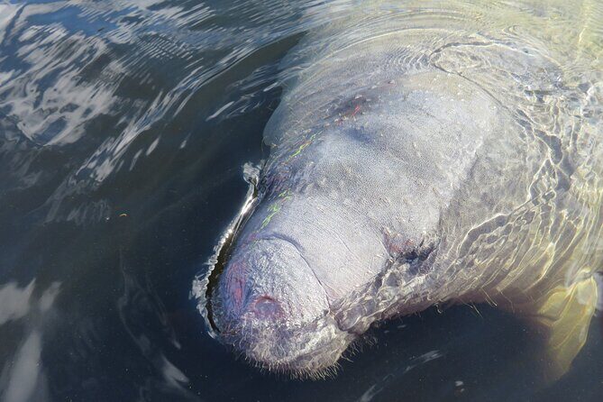 Small Group Manatee Discovery Kayak Tour near Orlando - Why Blue Spring’s Winter Manatees Are the Main Event