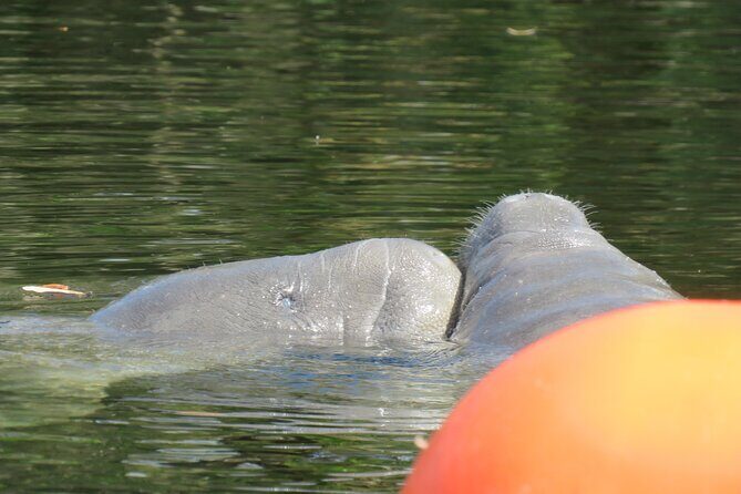 Small Group Manatee Discovery Kayak Tour near Orlando - Stop 2: Paddling Blue Spring for Manatees and Wildlife