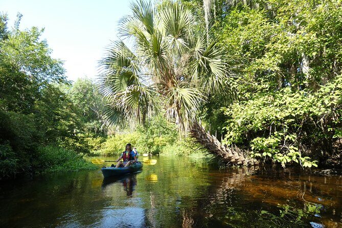 Small Group Scenic Wekiva River Kayak Tour near Orlando - Wildlife spotting: alligators, birds, and the small stuff that counts