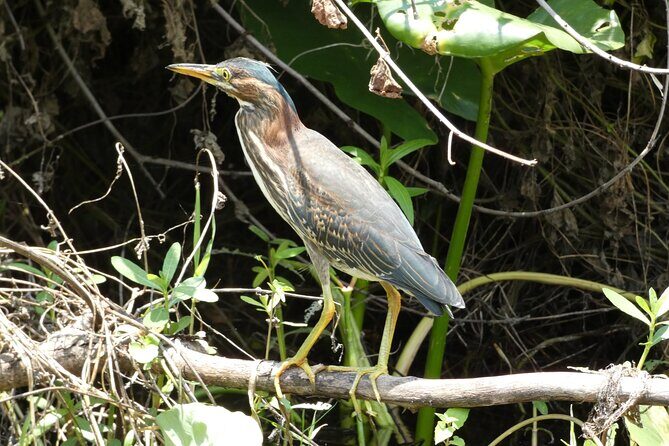Small Group Scenic Wekiva River Kayak Tour near Orlando - What to wear and bring for Wekiva comfort (and fewer regrets)
