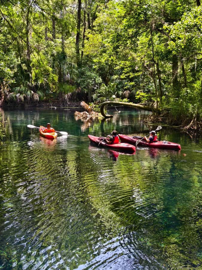 Small Group Silver Springs State Park Day Tour from Orlando - Silver Springs: Where Clear Water Meets Old Hollywood