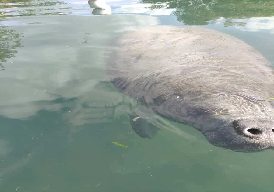Small Group Silver Springs State Park Day Tour from Orlando - The Glass-Bottom Boat Ride and Mammoth Spring