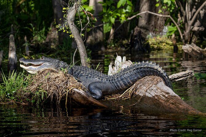 St. Johns River Lunch and Dinner Cruises in Sanford, Florida - Best seats and how to plan your timing