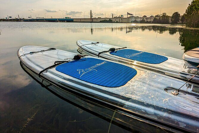 Urban Clear Kayak or Paddleboard in Paradise: Morning/Night - What You’ll See: Wildlife Chances and the Clear-Water Advantage