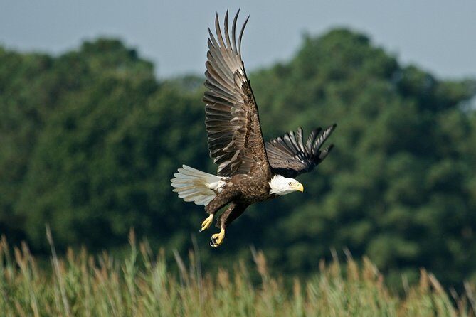 VIP Private Airboat Tour near Orlando - Quick hits before you book