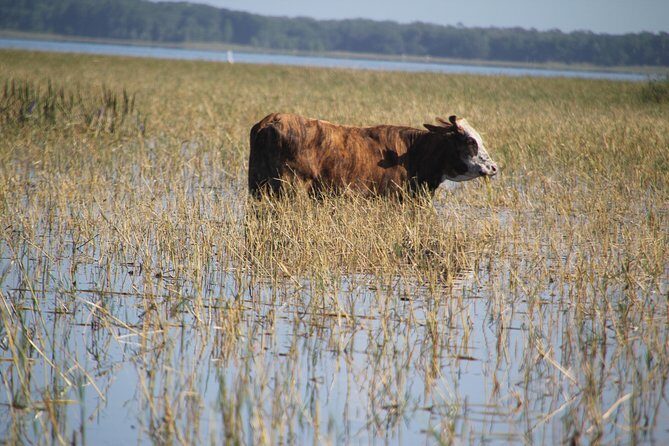 VIP Private Airboat Tour near Orlando - Price and what your private 60 minutes really buys