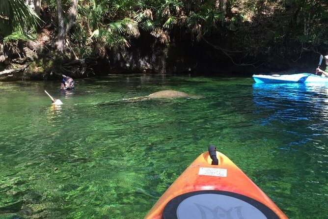 Wekiva River Guided Kayak Tour - The 7-mile Wekiva paddle: your wildlife “scanner” training session