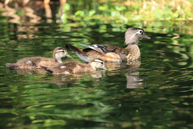 Wekiva Wildlife Kayaking Adventure Tour - Gear that helps: what’s included and what you should still bring