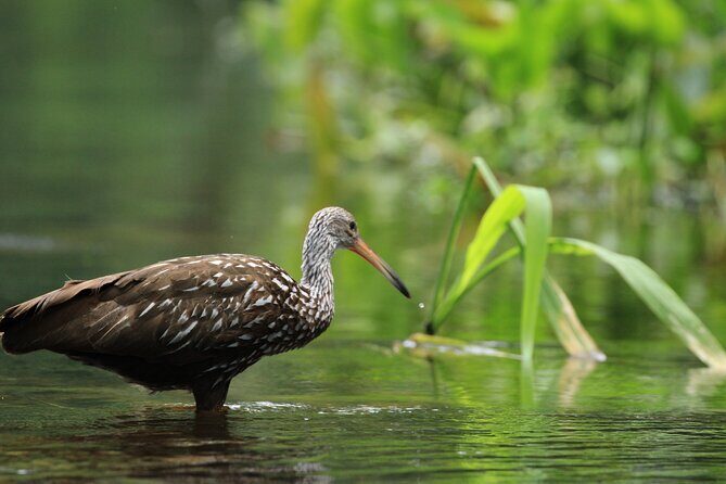 Wekiva Wildlife Kayaking Adventure Tour - Price and value: why $55 can feel like a steal