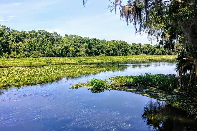 Wekiva Wildlife Kayaking Adventure Tour - St. Johns River / lower Wekiva ecosystem: what you’re trying to spot