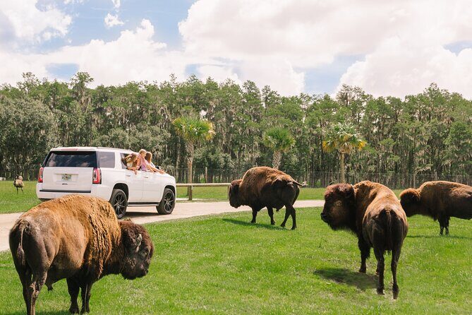Wild Florida Drive-Thru Safari and Gator Park Admission - Wild Florida Drive-Thru Safari Park: Animals Up Close