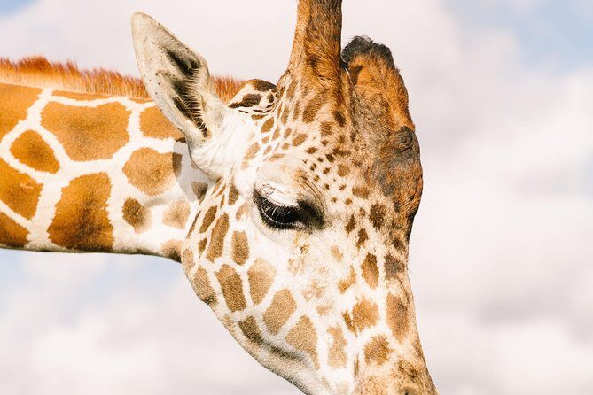 Wild Florida Drive-Thru Safari and Gator Park Admission - Giraffe Feeding: The Extra You’ll Want to Know About