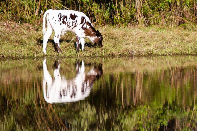 Wild Florida Drive-Thru Safari and Gator Park Admission - Should You Book the Wild Florida Safari and Gator Park Combo?