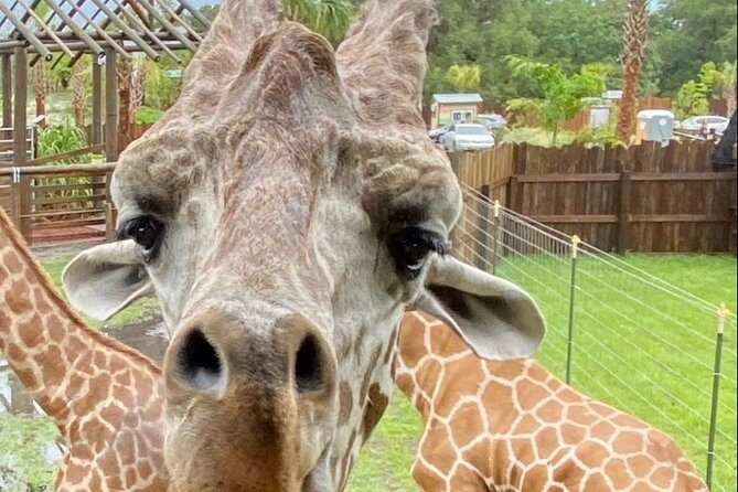 Wild Florida Drive-Thru Safari and Gator Park Admission - Gator Park Admission Included: More Animals, More Watching